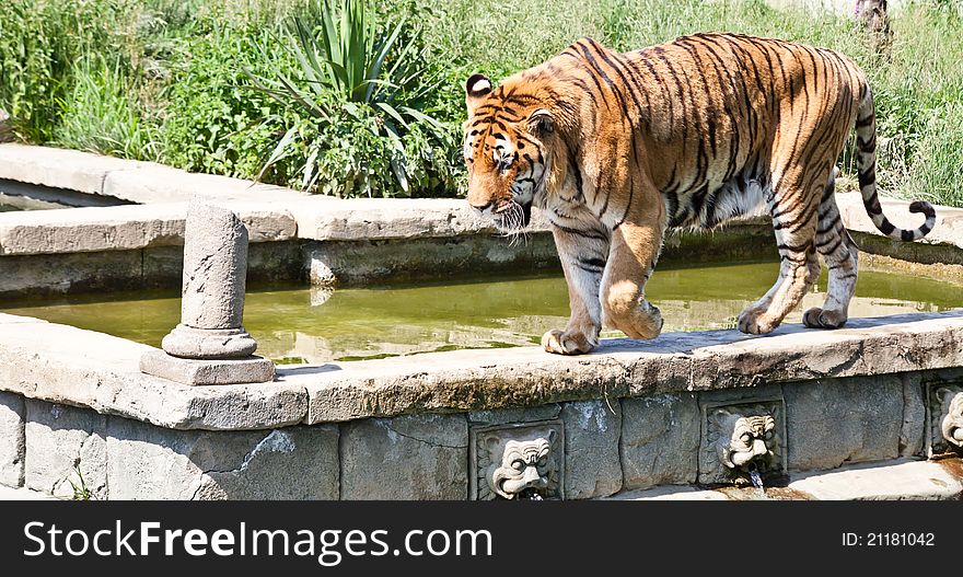 Walking Tiger (Panthera Tigris)