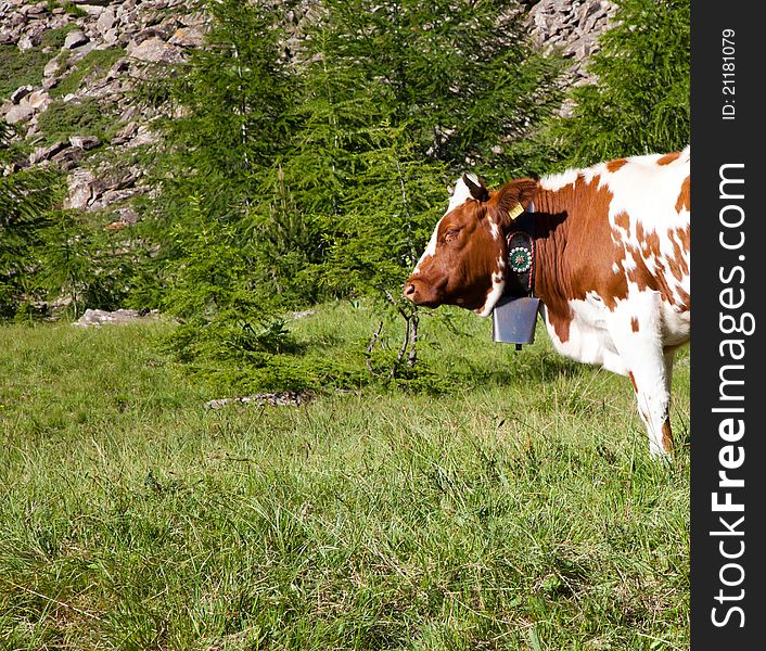 Italian cows during a sunny day close to Susa, Piedmont, Italian Alps. Italian cows during a sunny day close to Susa, Piedmont, Italian Alps