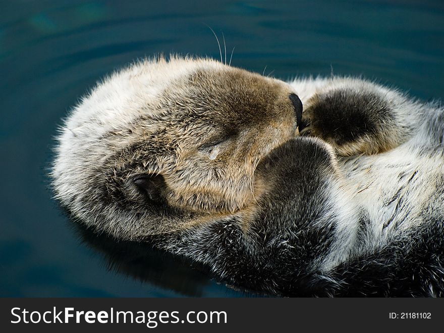 Sweet and tender moment of an otter. Sweet and tender moment of an otter