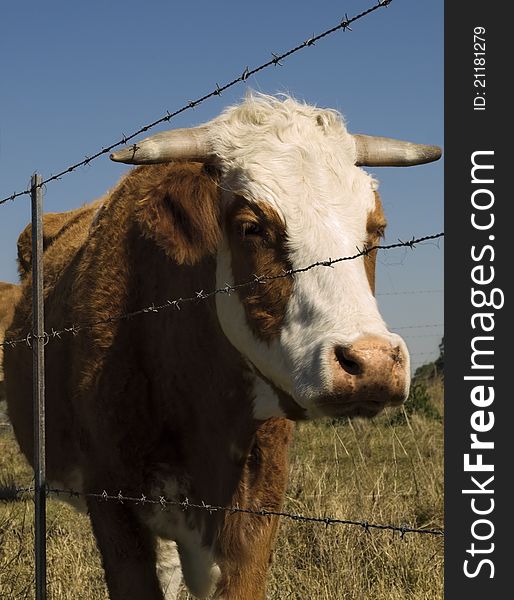 Restrained simmental cow - barbed wire restraining fence to restrain farm animals. Restrained simmental cow - barbed wire restraining fence to restrain farm animals