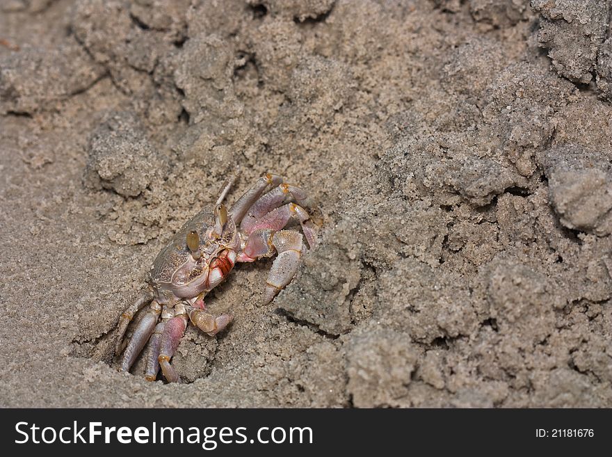 Small crab on the beach.