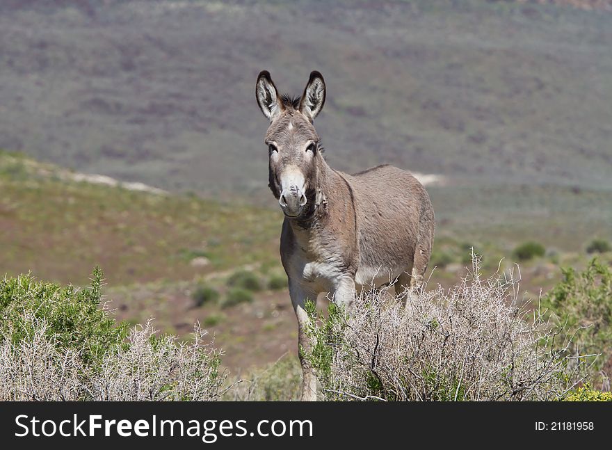 Wild Donkey staring at us from his open pasture. Wild Donkey staring at us from his open pasture