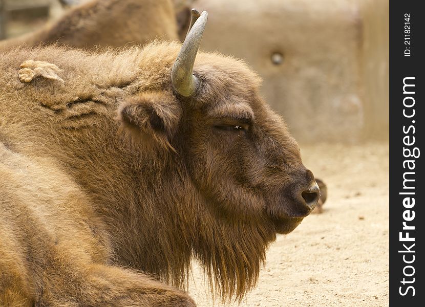 European bison in a zoo in Barcelona