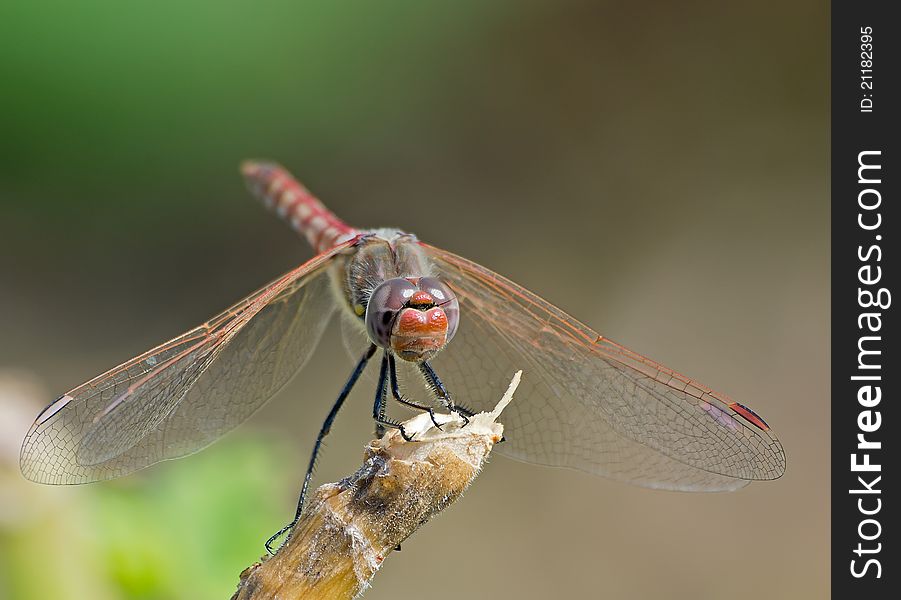 Close up shot of a dragonfly on top of a branch. Close up shot of a dragonfly on top of a branch.