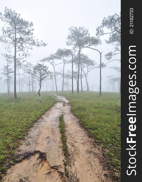 Road in pine forest cover with mist