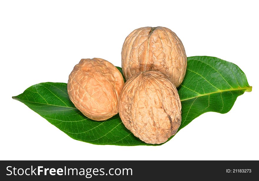 Three walnuts nuts on green leaf