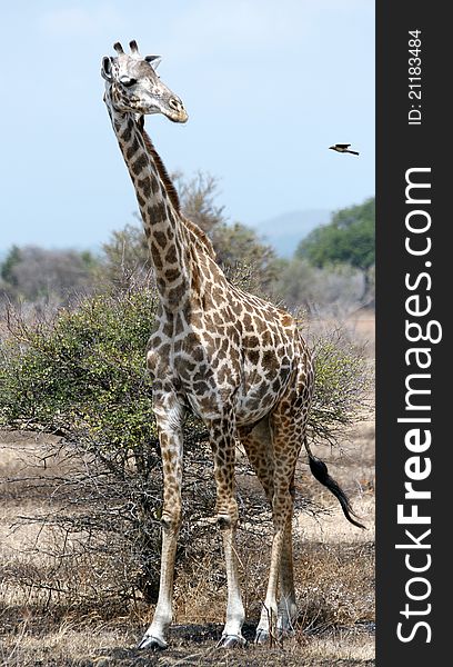 Grazing giraffe, tallest of Africaâ€™s land living animal species, pauses to observe an incoming Oxpecker bird. Pest eating friend, or winged irritant?. Grazing giraffe, tallest of Africaâ€™s land living animal species, pauses to observe an incoming Oxpecker bird. Pest eating friend, or winged irritant?