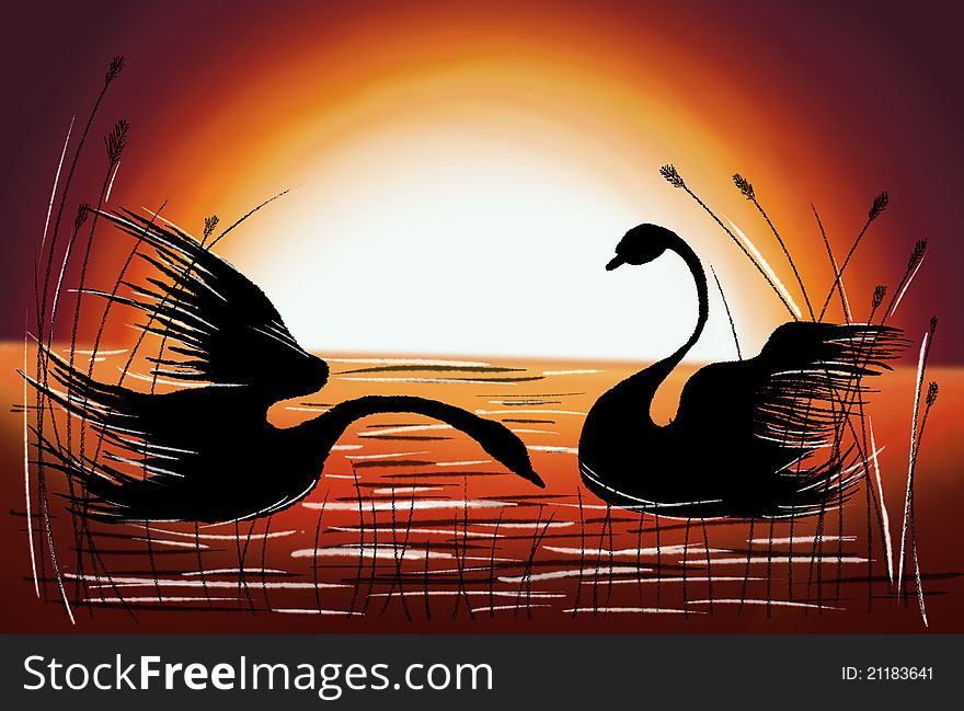 Beautifull two Loving Swans at Sunset. Beautifull two Loving Swans at Sunset