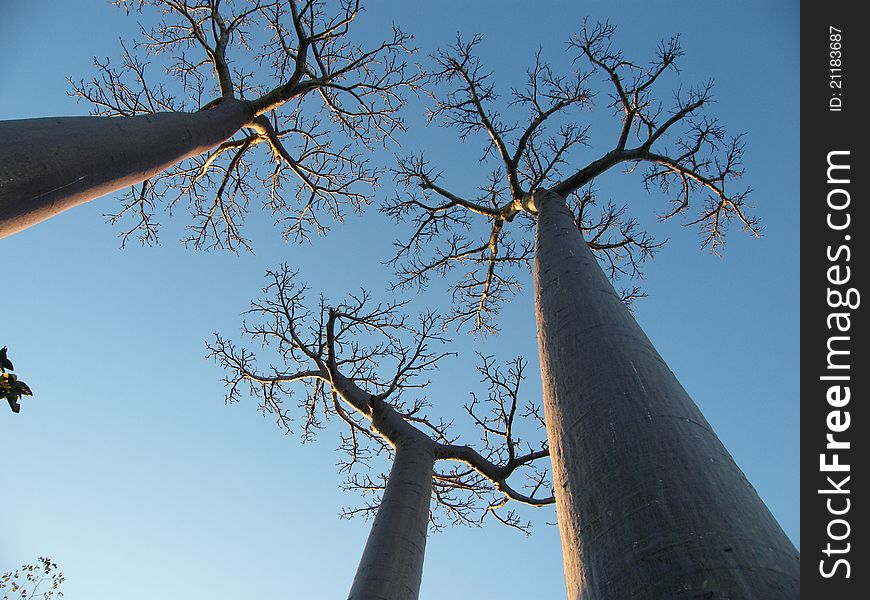 Baobab trees as I saw in Madagascar in the famous Avenue of the Baoabas