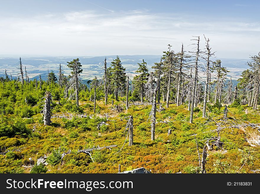 Old forest in mountains landscape