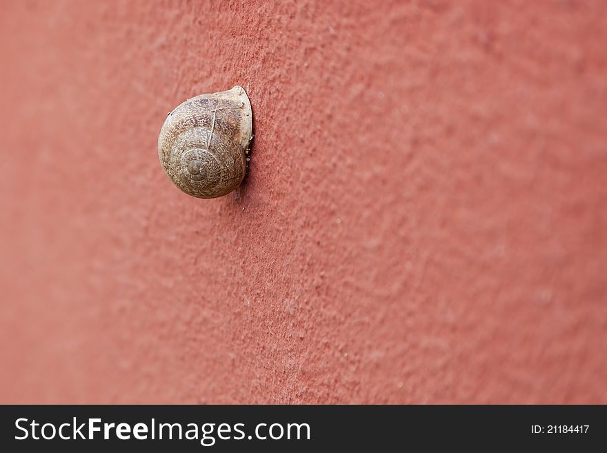 Snail on pink colored wall surface. Focus is on the snail. Snail on pink colored wall surface. Focus is on the snail.