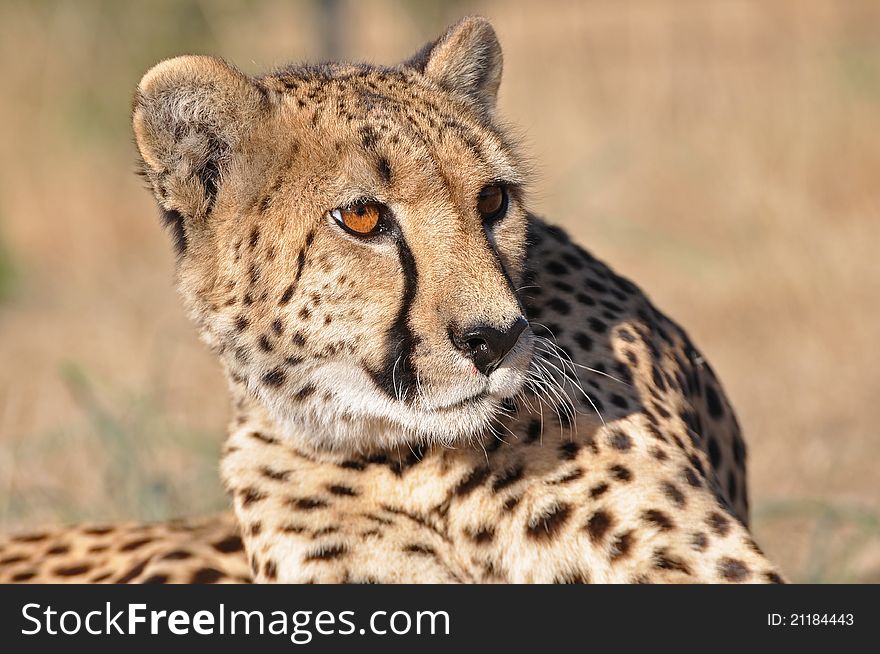 A watchful cheetah in africa. A watchful cheetah in africa