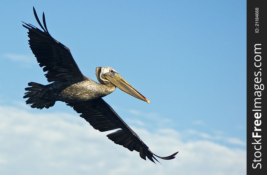 Brown Pelican in Flight