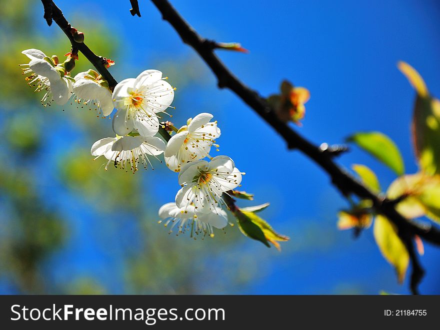 There are many plum blossom on the tree. There are many plum blossom on the tree