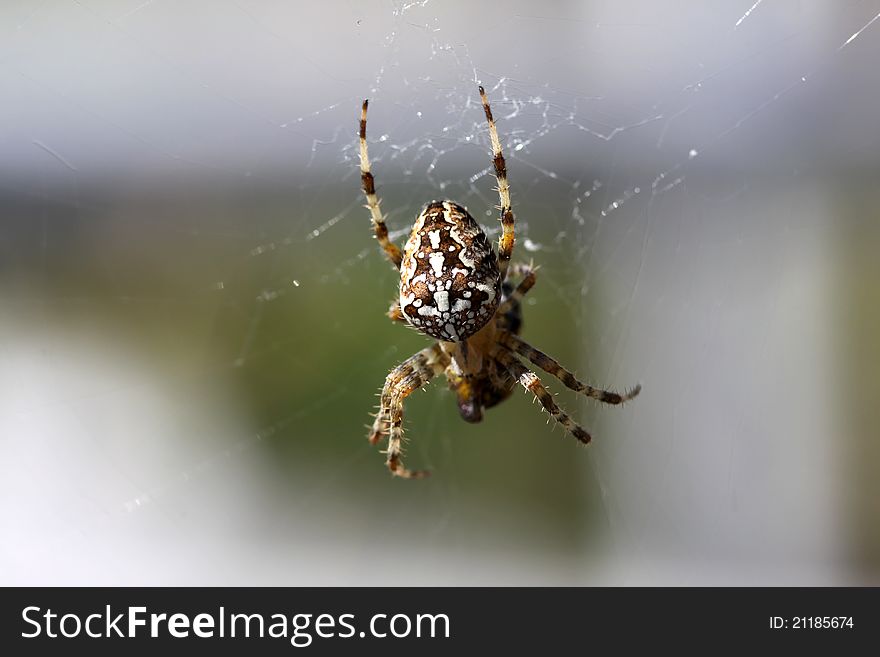 Cross or common garden spider - Araneus Diadematus. Cross or common garden spider - Araneus Diadematus