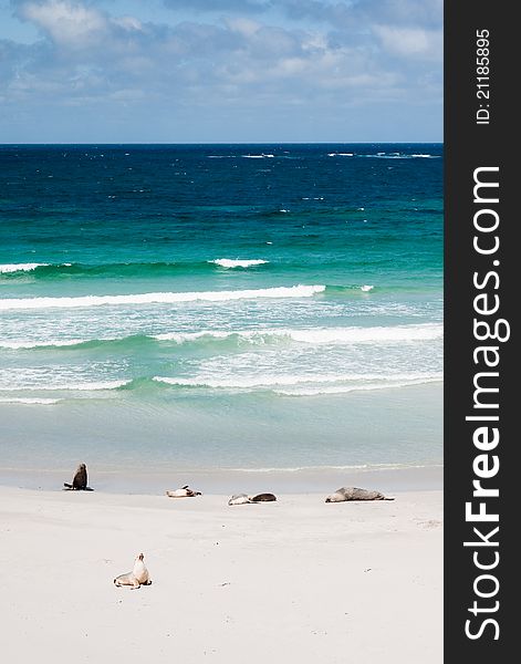 Seals laying on a white beach. Shot in Australia, kangaroo Island. Seals laying on a white beach. Shot in Australia, kangaroo Island.