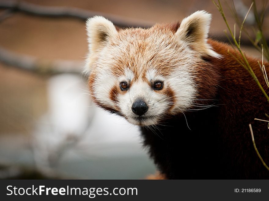 Panda red in the zoo park.