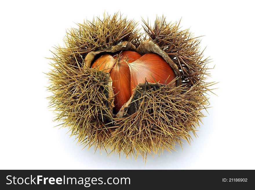 I took few chestnuts in a white background.