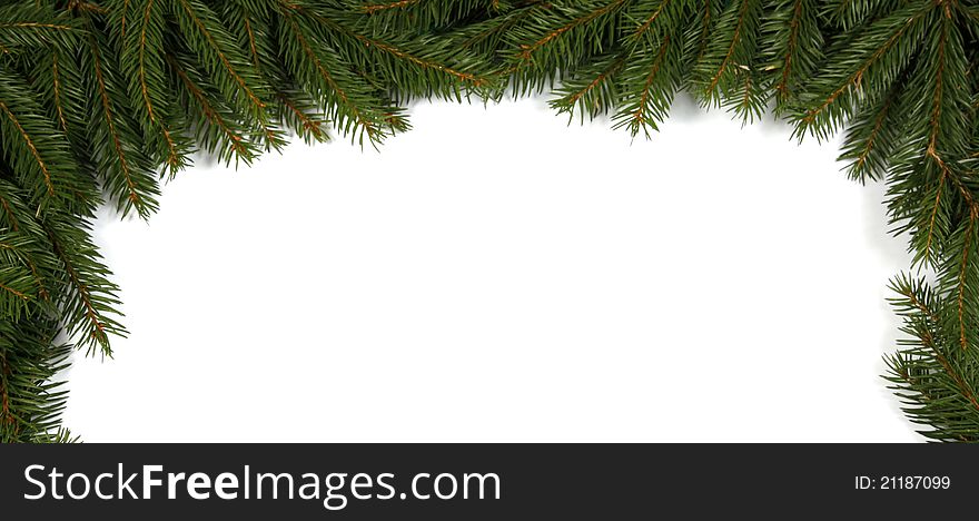 Spruce background