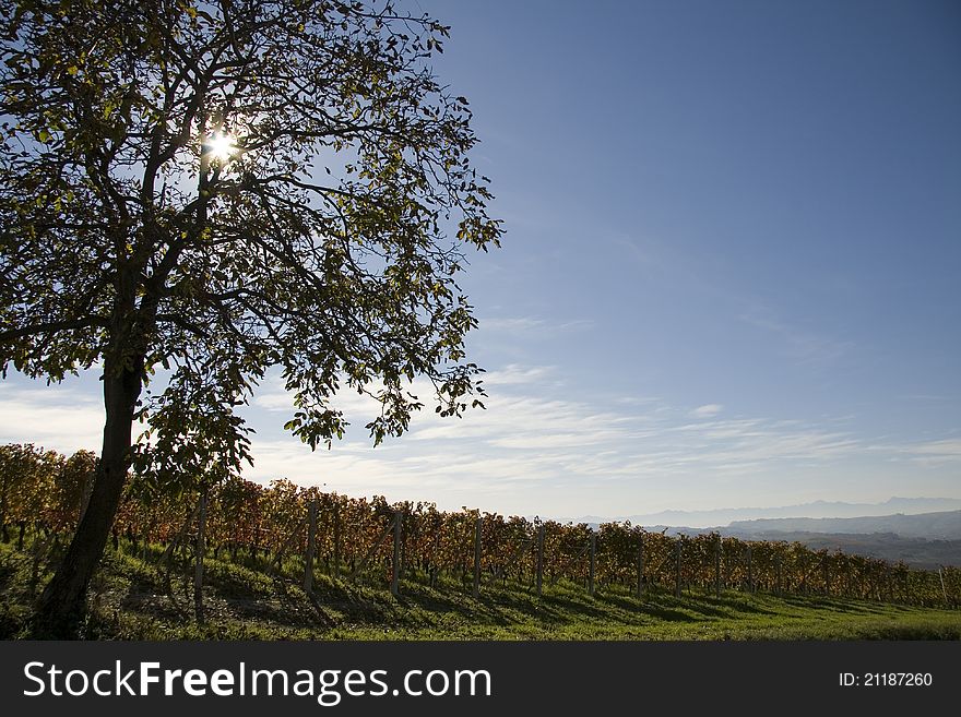 Vineyard landscape in autumn