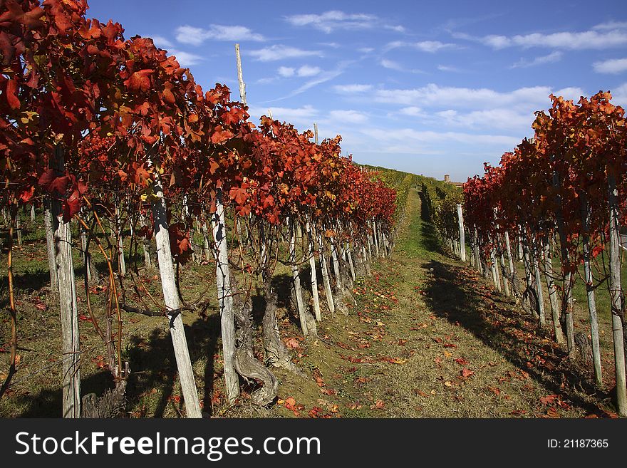 Vineyard landscape in the fall in the Langhe in Piedmont. Vineyard landscape in the fall in the Langhe in Piedmont