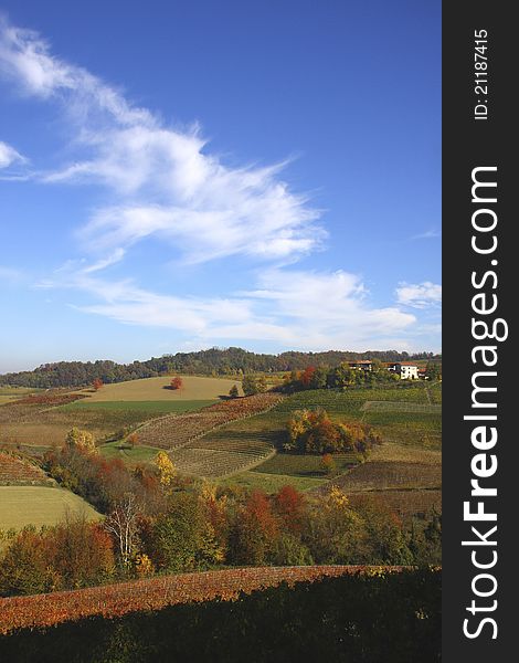 Vineyard Landscape In Autumn