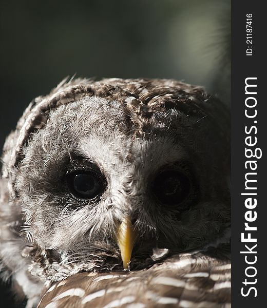 Close up of a barred owl, a magnificent bird of prey