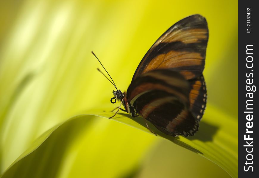 Butterfly macro closeup on green leaf