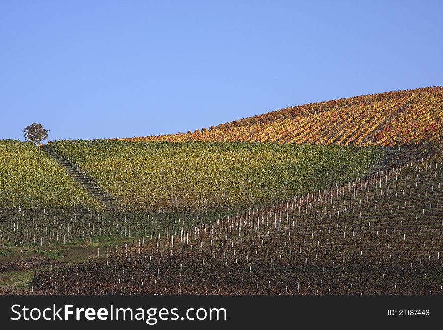 Vineyard landscape in autumn