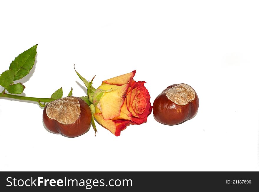 Romantic autumn rose with two chestnuts. Romantic autumn rose with two chestnuts