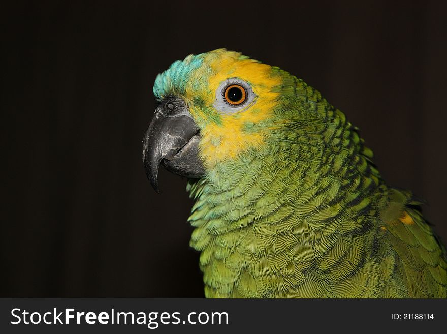 Head shor of blue-fronted green amazon parroy. Head shor of blue-fronted green amazon parroy