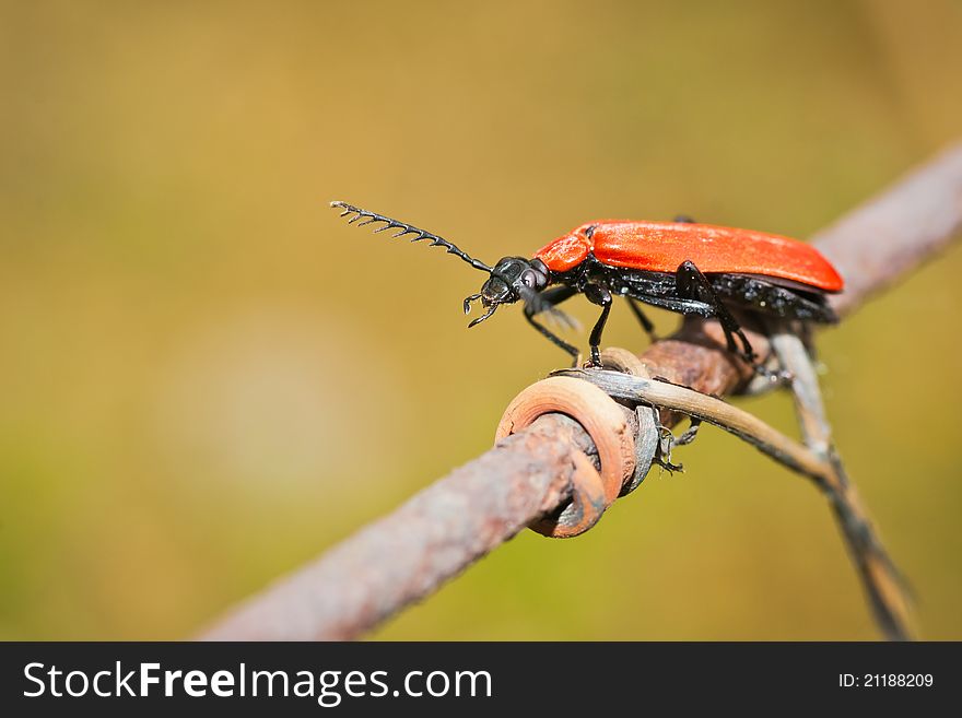 Scarlet Lily beetle(Lilioceris lilii) sitting on rusty wire