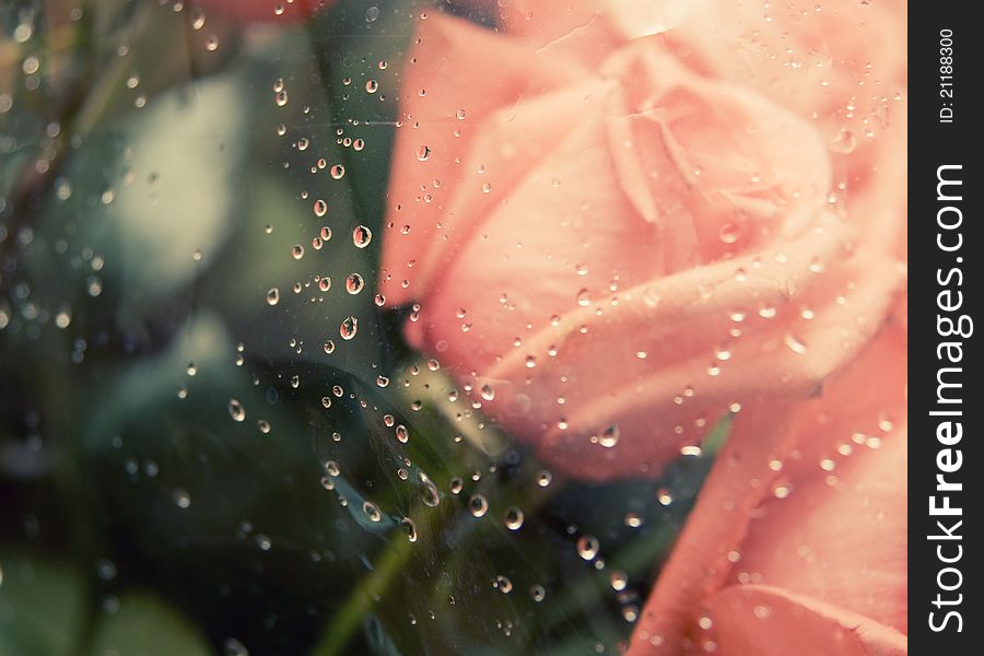 Pink roses with water drops