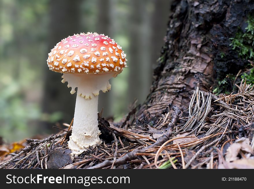 Red Mushroom With White Spots