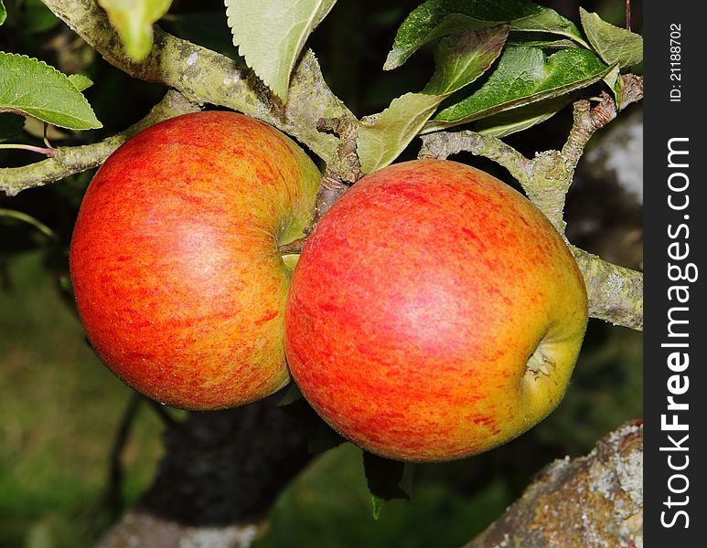 Ripening Apples on a Tree