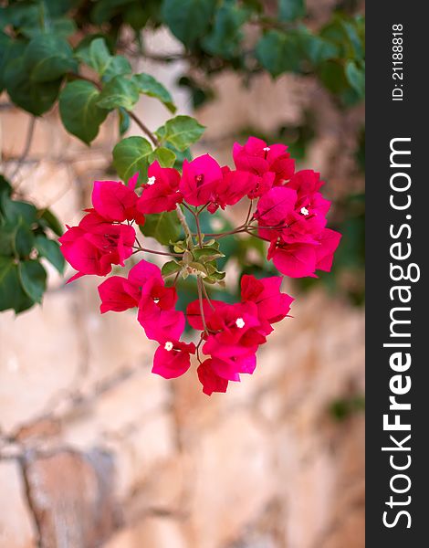 small red flowers in the shape of a heart on a stone wall background