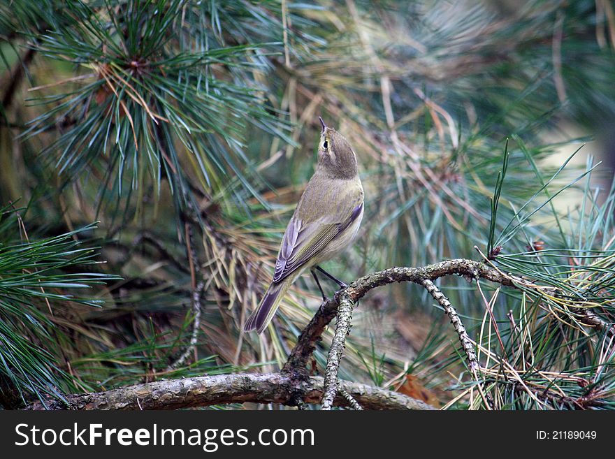 A Common Chiffchaff (phylloscopus collybita) leaf-warbler bird standing on a pine tree branch and looking above. Taken in Lithuania in September 2011. A Common Chiffchaff (phylloscopus collybita) leaf-warbler bird standing on a pine tree branch and looking above. Taken in Lithuania in September 2011.