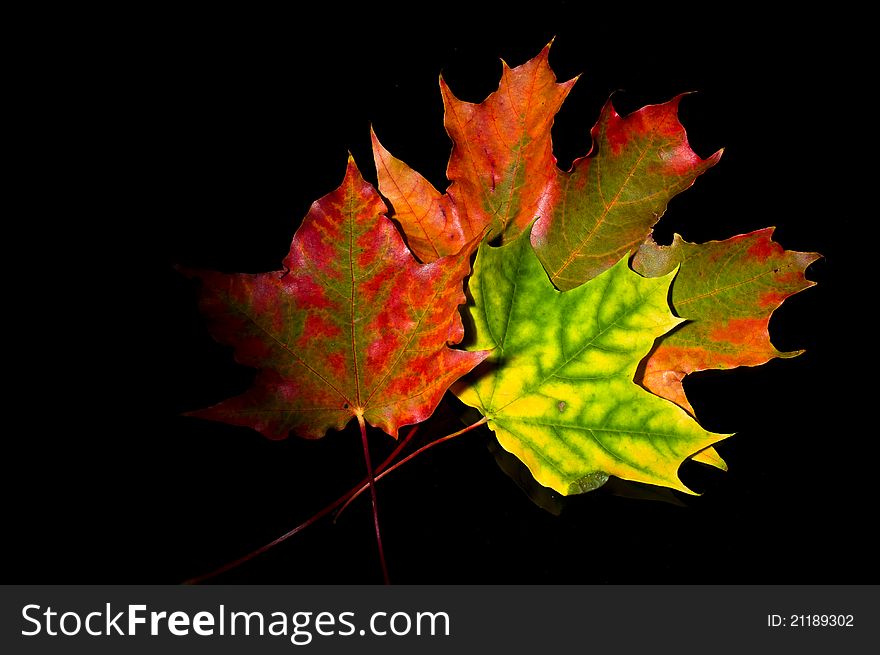 Colorful autumn leaves on black background