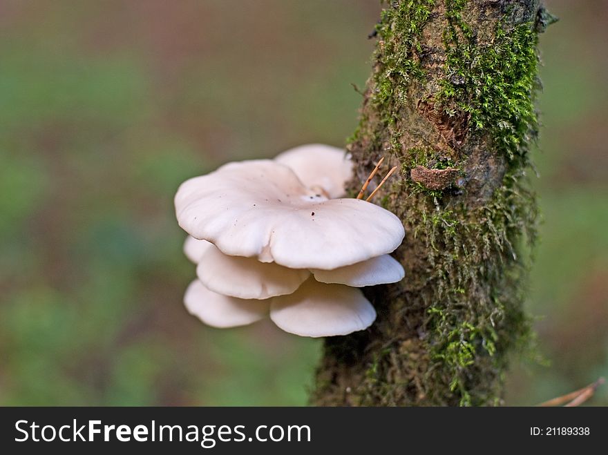 Several mushrooms on the tree branch