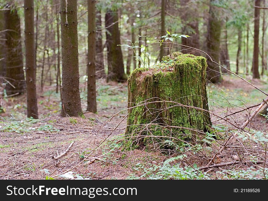 Stump is overgrown with green moss and little trees. Stump is overgrown with green moss and little trees