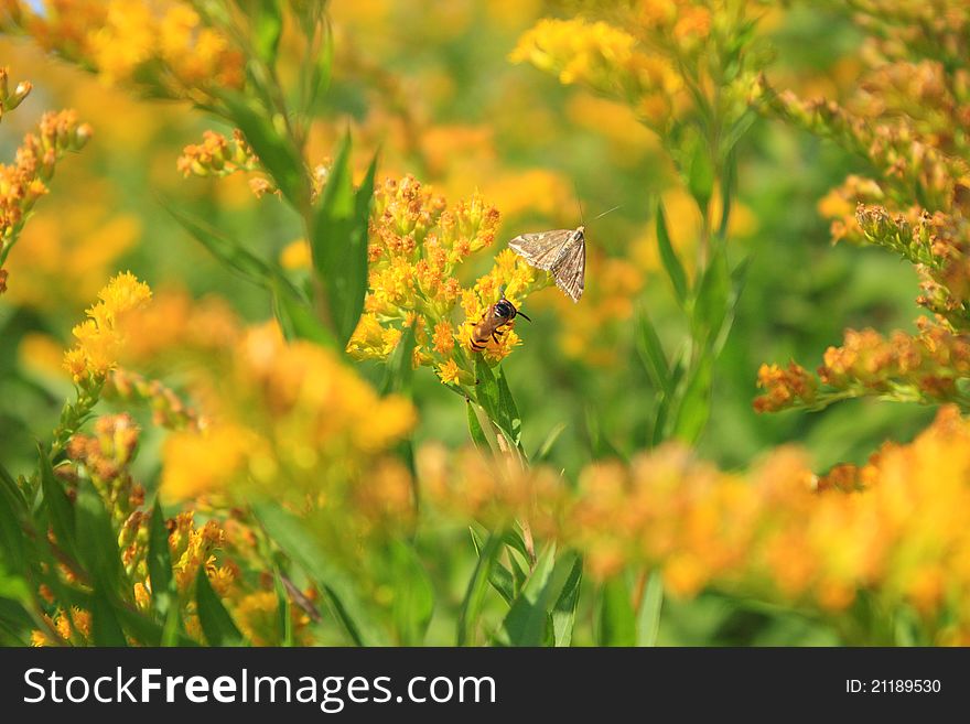 Very beautiful sunny picture in which the bee collects nectar. Very beautiful sunny picture in which the bee collects nectar