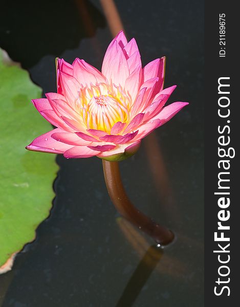 Close-up of Beautiful pink lotus, Thailand.