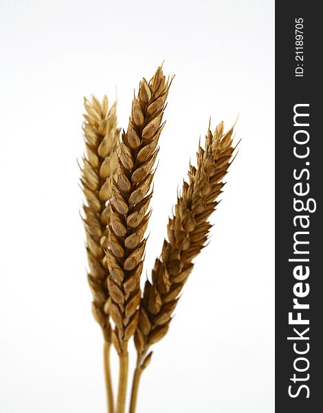 Coarse-grained image of mature wheat. Coarse-grained image of mature wheat