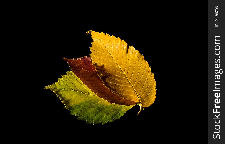 Colorful autumn leaves on black background