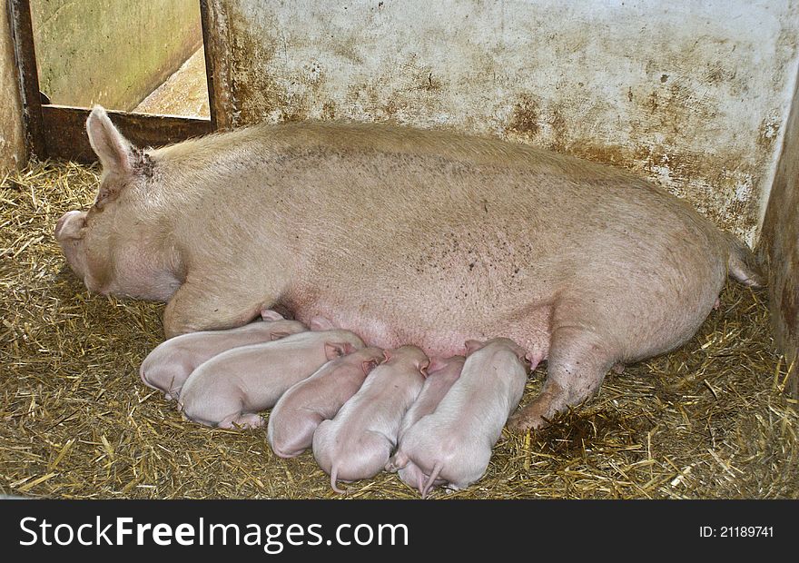 Six piglets feeding from mother pig. Six piglets feeding from mother pig