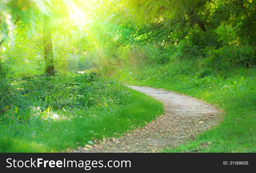 Sunny pathway in summer park