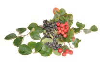 Mountain Ash And Hawthorn Berries Stock Photos Mountain Ash And Hawthorn Berries Stock Photos