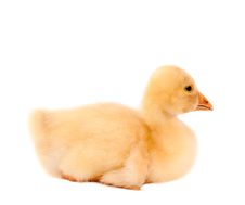 A Young Goose Stock Photo