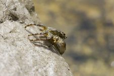 Crab On A Rock Royalty Free Stock Photo