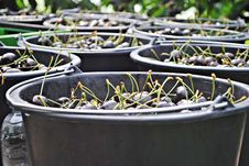 Organic Sweet Cherries In Black Plastic Buckets Stock Photos Organic Sweet Cherries In Black Plastic Buckets Stock Photos